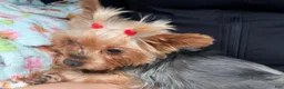 Yorkshire Terrier dogs for sale: Yorkshire Terrier 1 - Ad 2