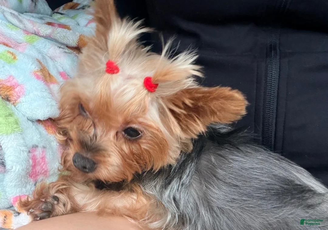Yorkshire Terrier dogs for sale: Yorkshire Terrier 1 - Ad 2