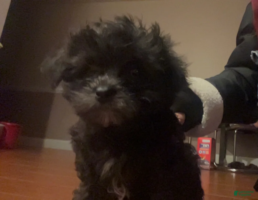 Shihpoo dogs for sale: Shihpoo Puppy 4 - Ad 2