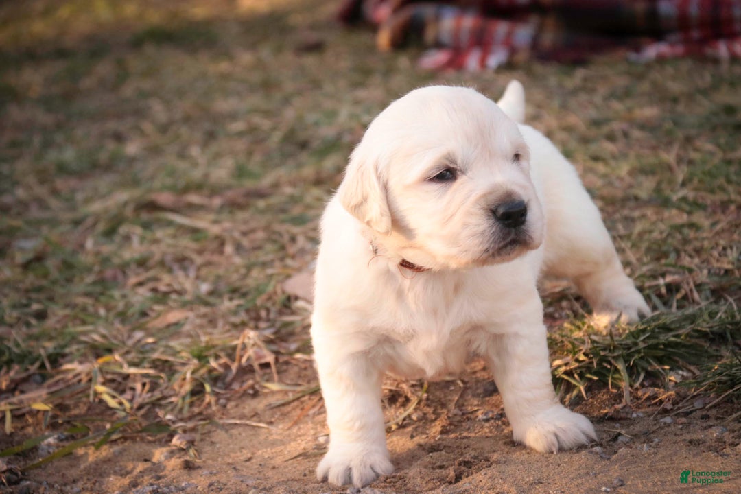 Golden Retriever dogs for sale: Rumble - Ad 10