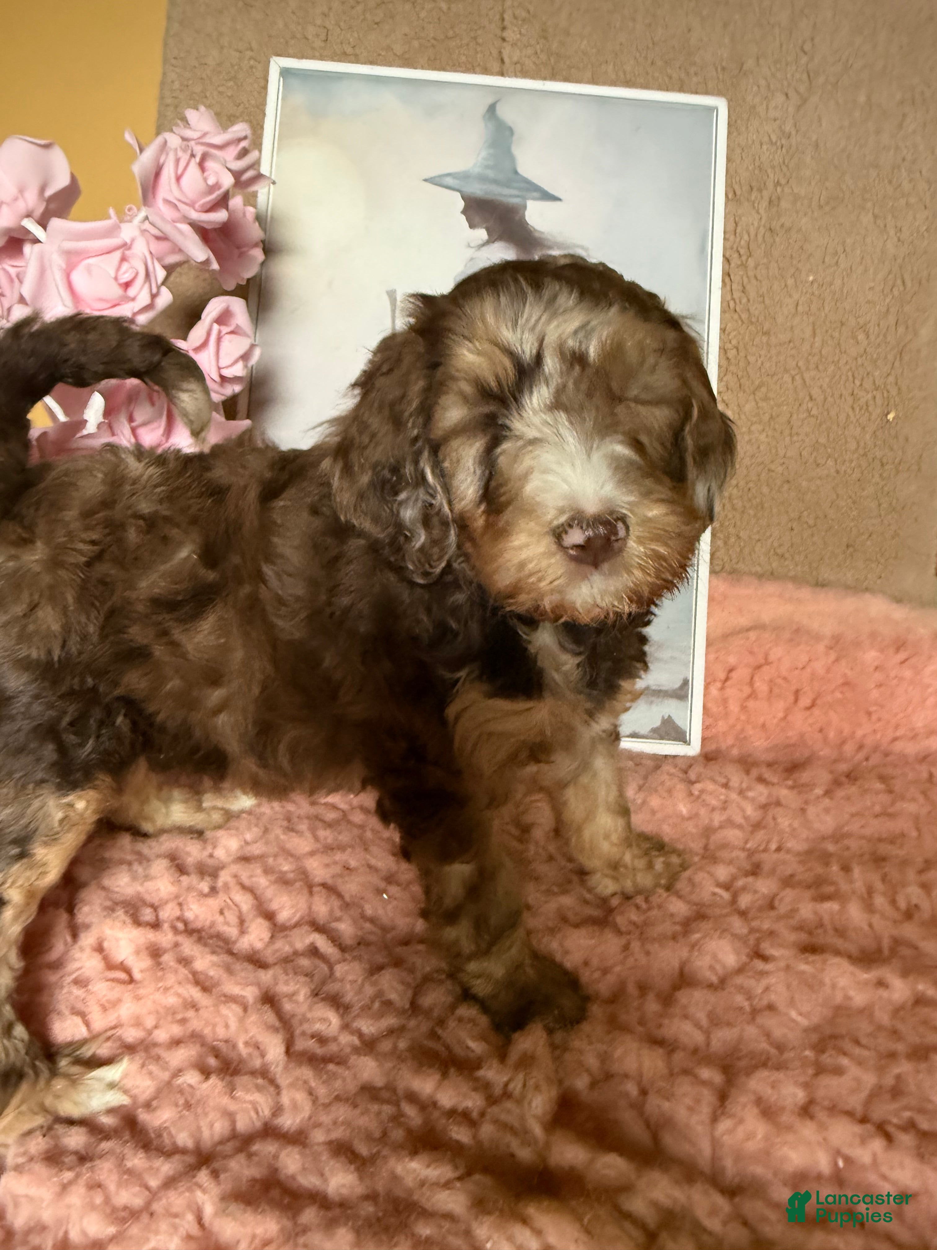 Labradoodle dogs Labradoodle 6 - Ad 2