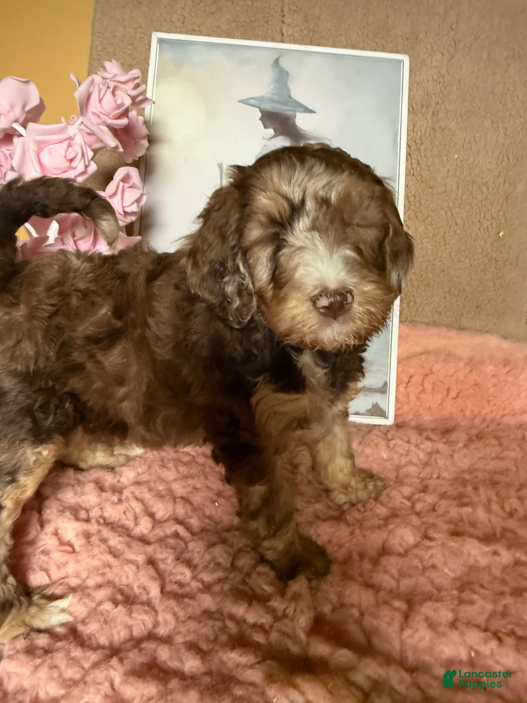 Labradoodle dogs for sale: Labradoodle 6 - Ad 2