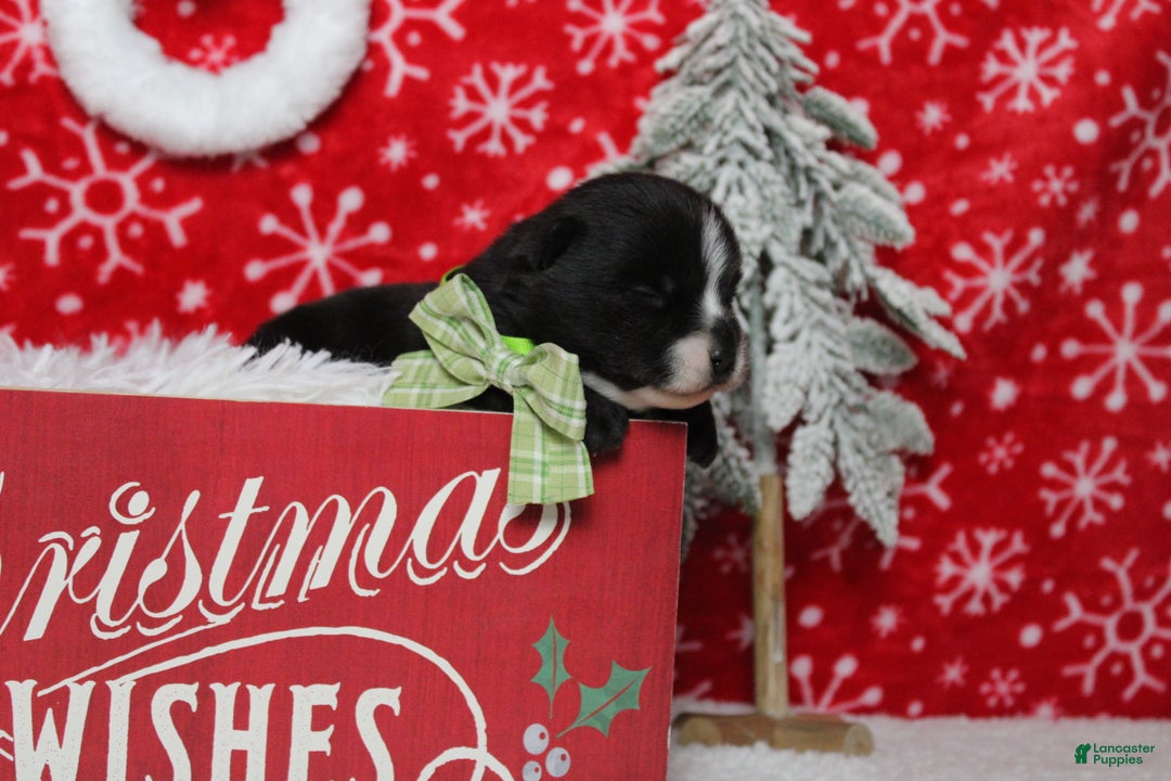 Pomsky dogs for sale: Luey  - Ad 7