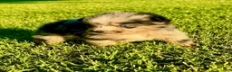 Miniature Australian Shepherd dogs for sale: Shelly - Ad 3