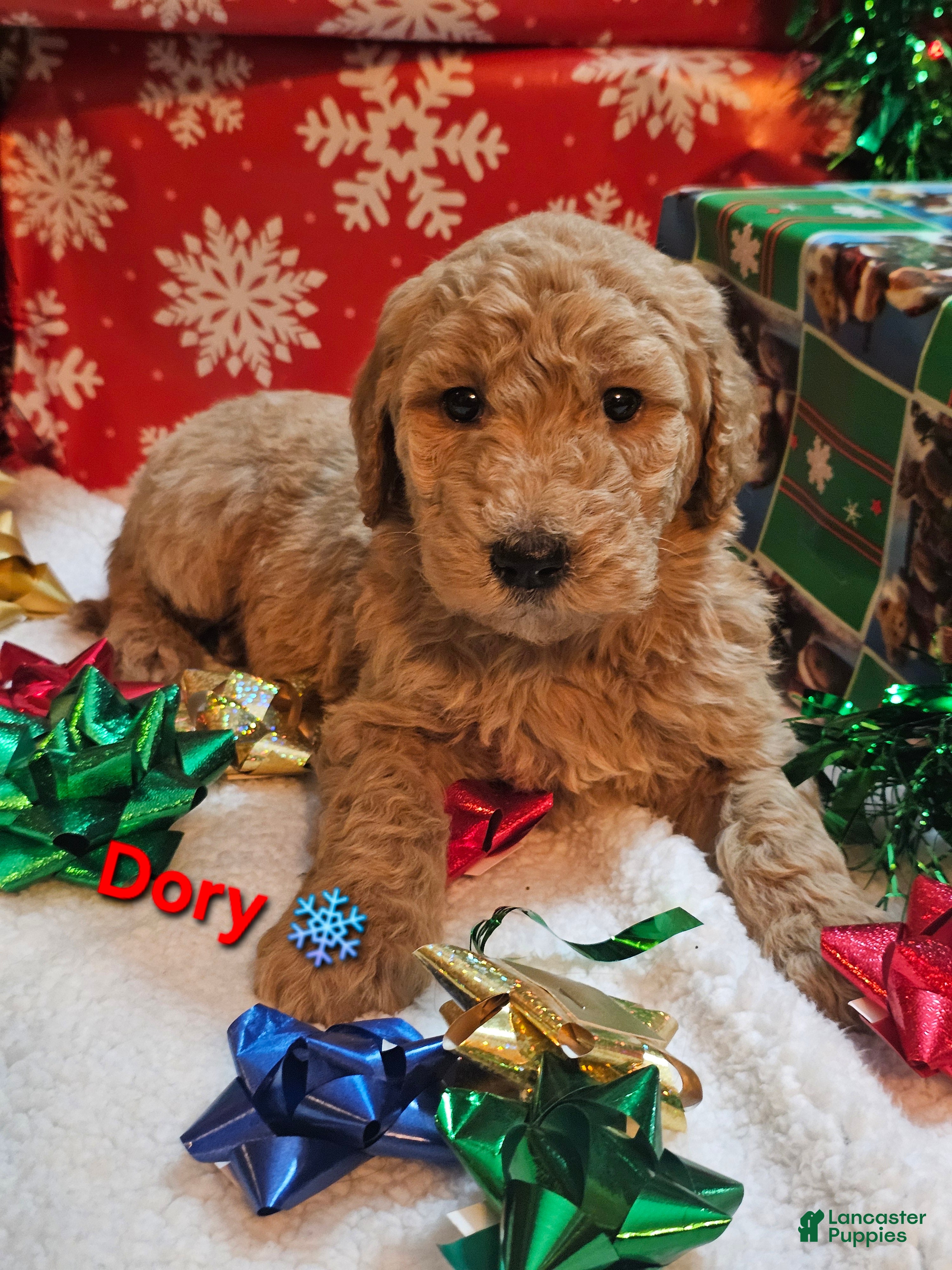 Goldendoodle dogs Dory - Ad 17