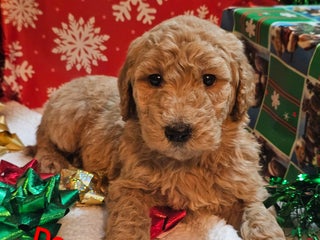 Goldendoodle dogs Dory - Ad 25