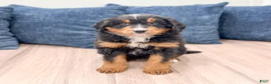 Brody