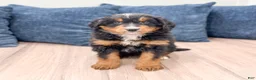 Mini Bernedoodle dogs for sale: Brody - Ad 1