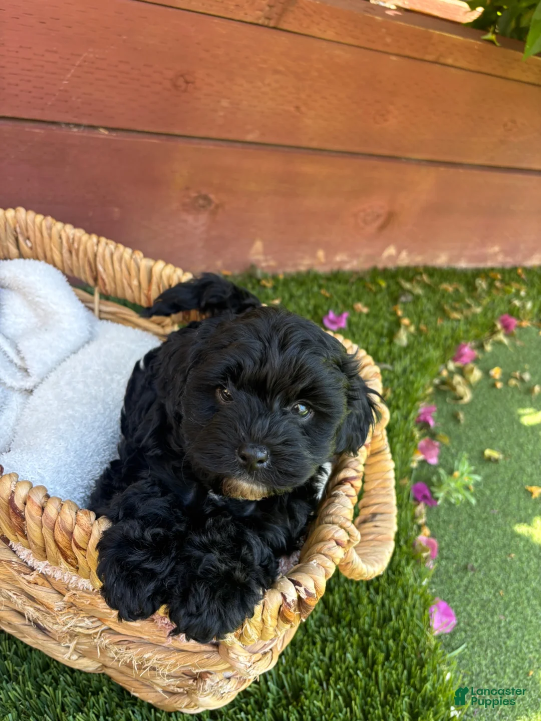 Yorkiepoo dogs for sale: Daisy 🌼 Yorkiepoo 1  - Ad 5