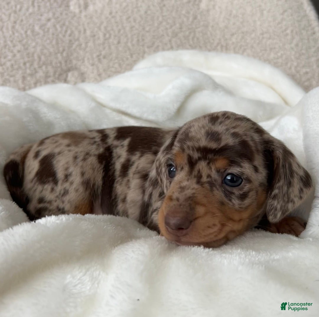 Miniature Dachshund dogs for sale: Roxy - Ad 5