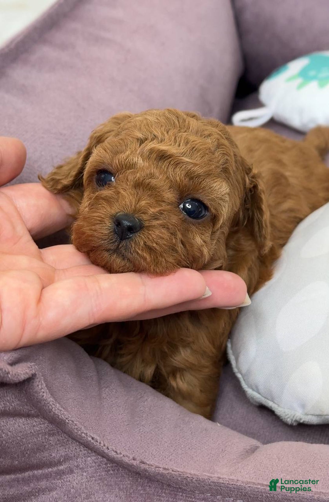 Miniature Poodle dogs for sale: Duchess - Ad 3