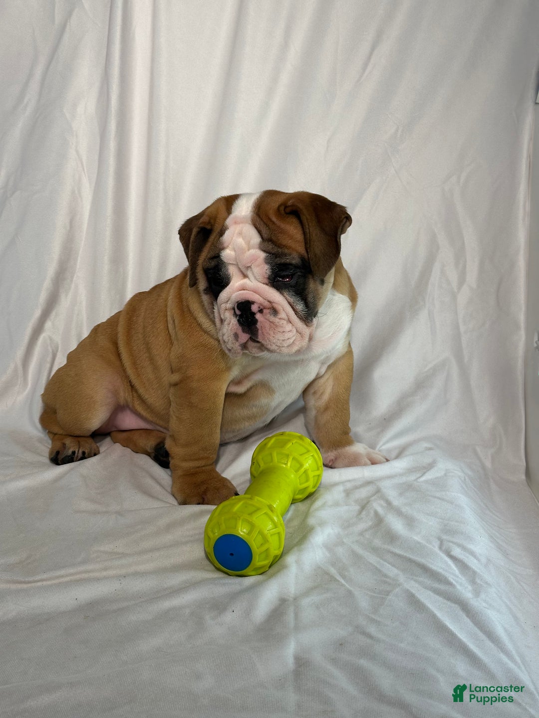 English Bulldog dogs for sale: Rosie - Ad 3