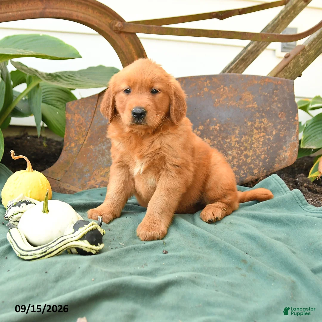 Golden Retriever dogs for sale: Ava  - Ad 1