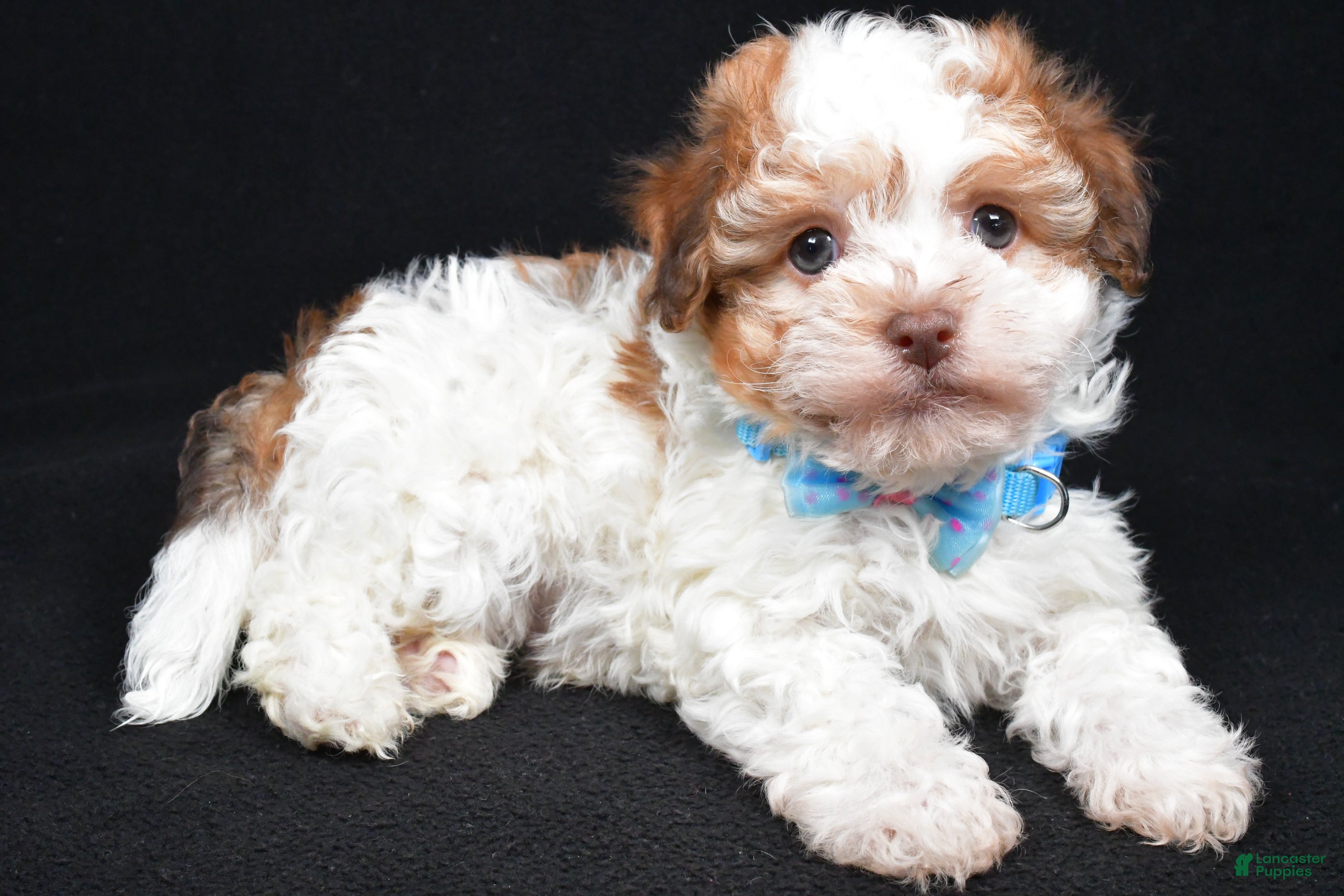 Havanese dogs Lance - Ad 4