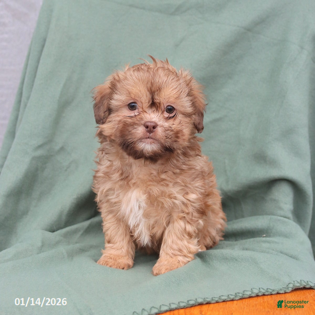 Shihpoo dogs Leo - Ad 11