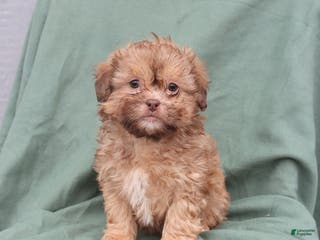 Shihpoo dogs Leo - Ad 36