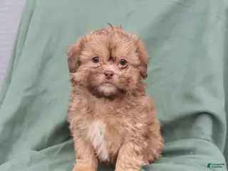 Shihpoo dogs Leo - Ad 38