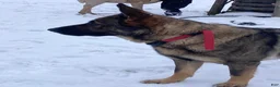 German Shepherd dogs for sale: Bear - Ad 29