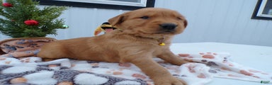 Golden Retriever Puppy 1 Buster