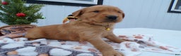 Golden Retriever dogs for sale: Golden Retriever Puppy 1 Buster - Ad 1