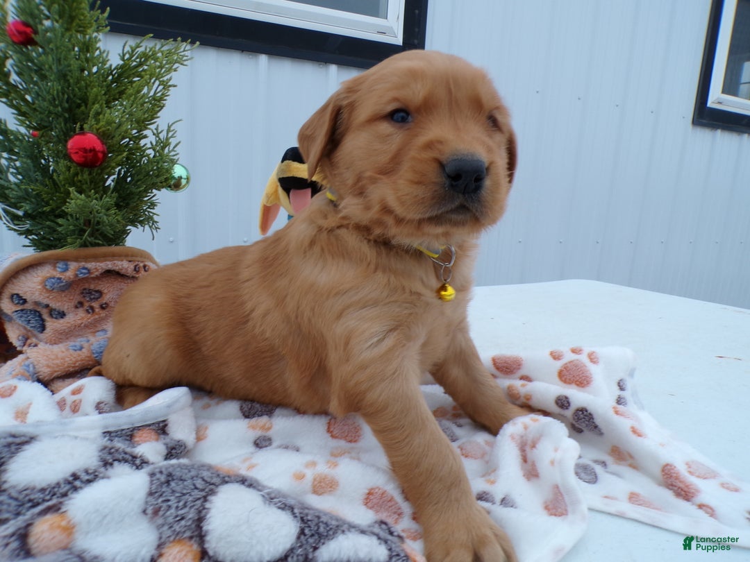 Golden Retriever dogs for sale: Golden Retriever Puppy 1 Buster - Ad 1
