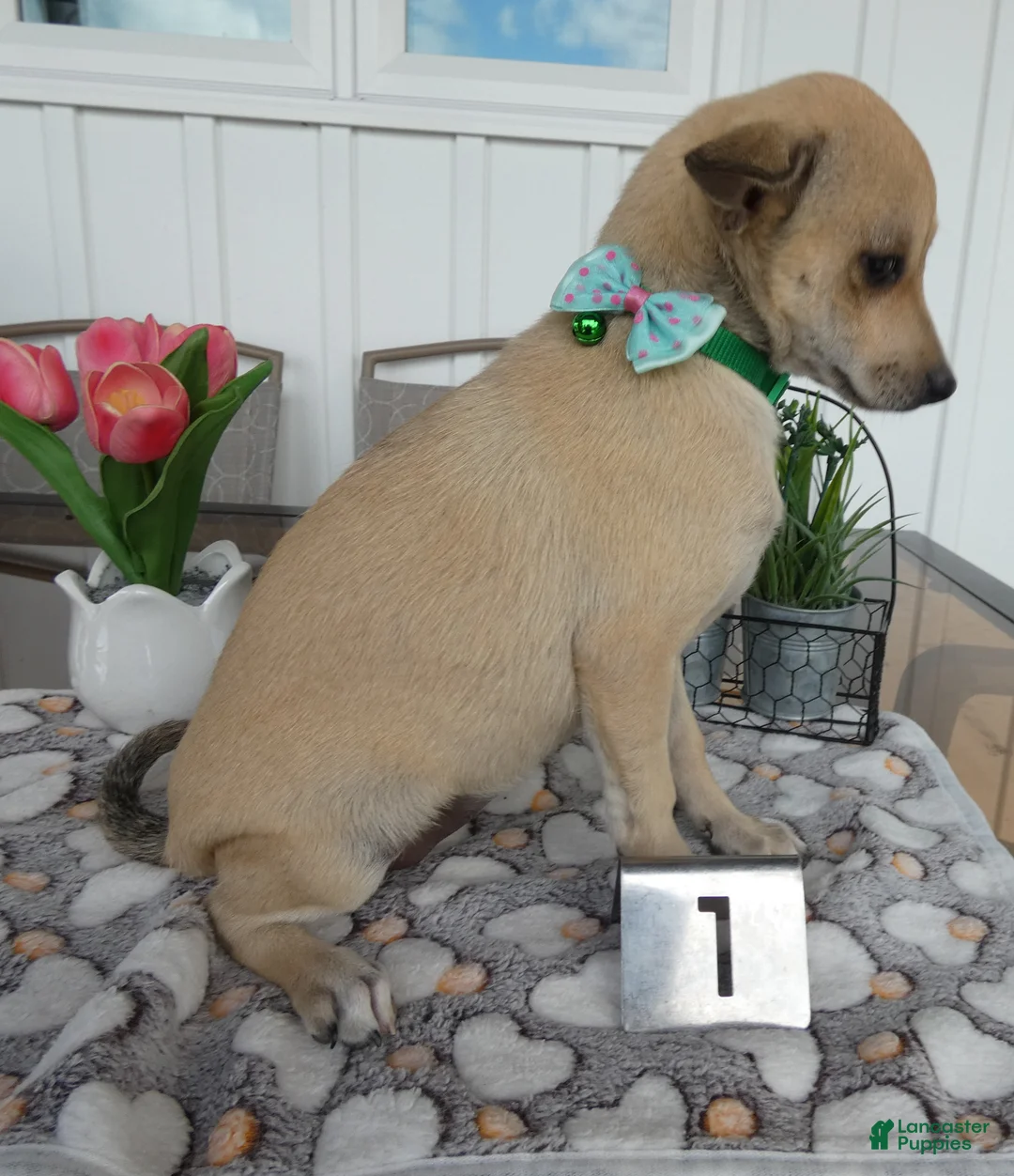 Chihuahua dogs for sale: Chihuahua Puppy 2 Mini - Ad 2