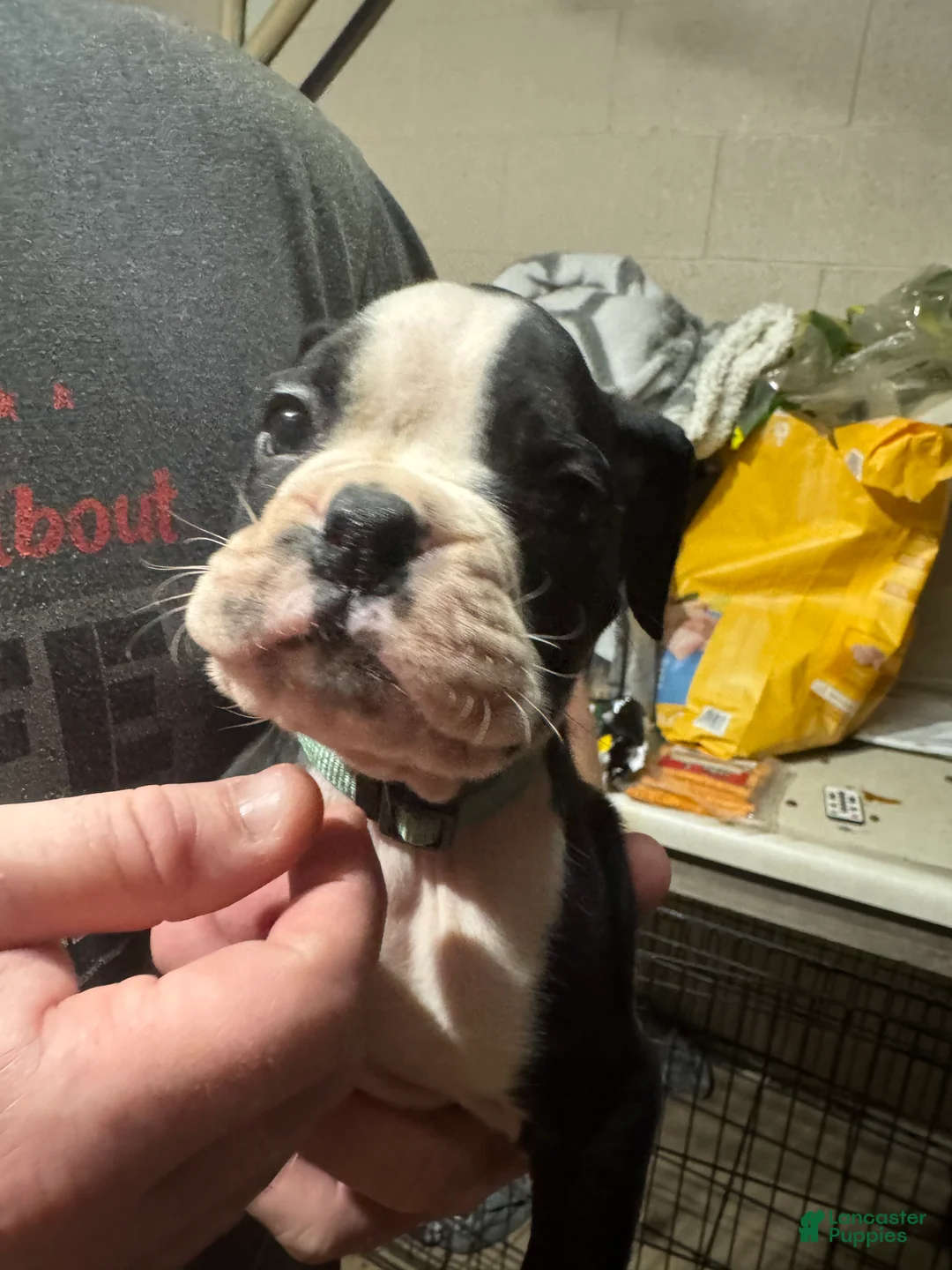 Boxer dogs for sale: Oden - Ad 2