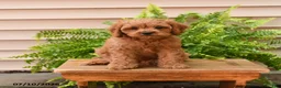 Cavapoo dogs for sale: Cuddles - Ad 5