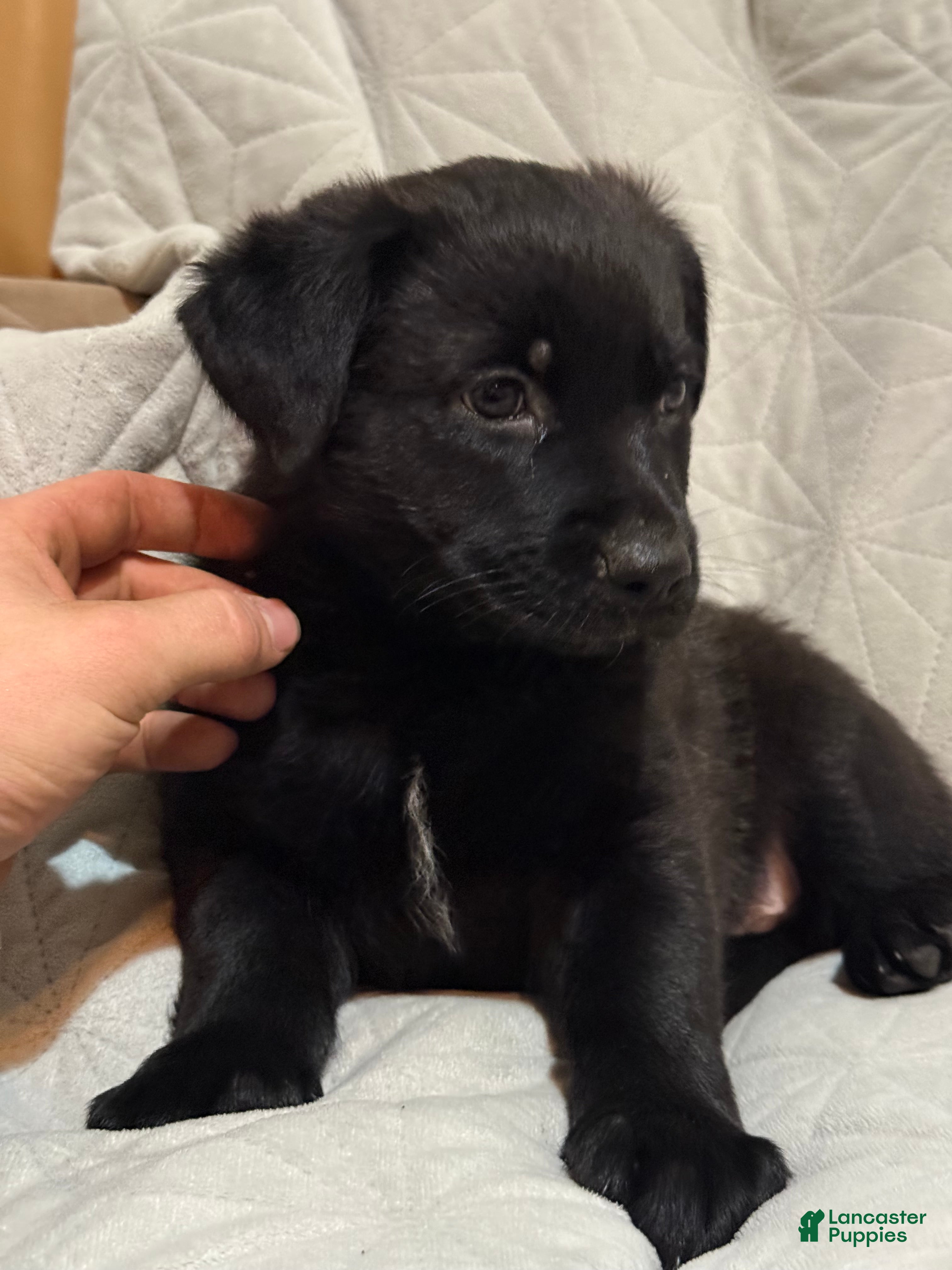 Mixed Breed dogs Mixed Breed Puppy 5 - Ad 5