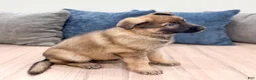 German Shepherd dogs for sale: Karla - Ad 3