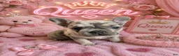 French Bulldog dogs for sale: Queen  - Ad 2