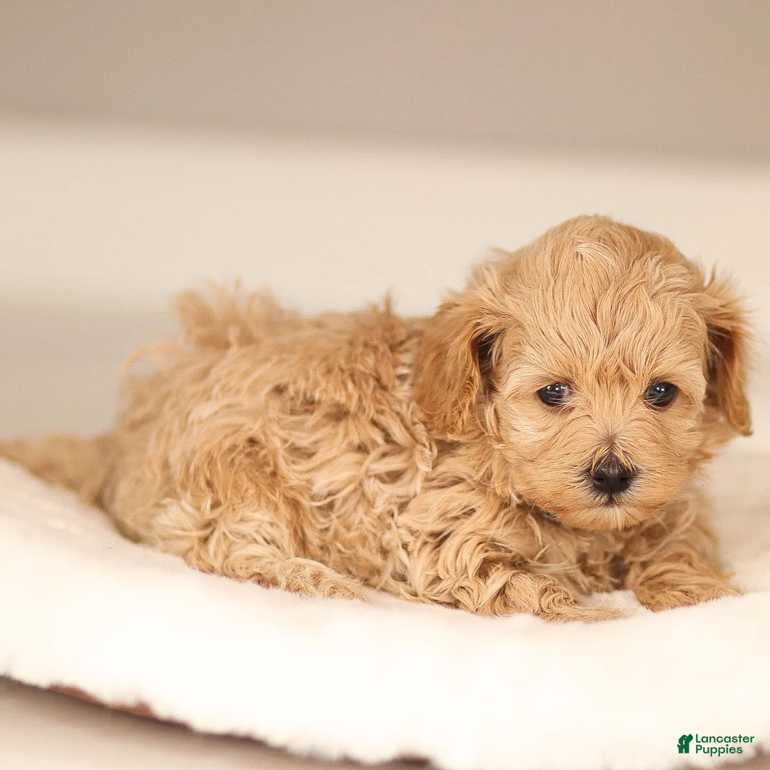 Maltipoo dogs for sale: Allie Maltipoo Puppy  - Ad 4