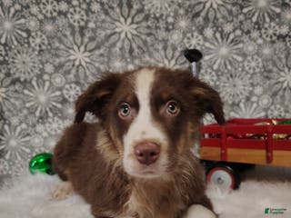 Australian Shepherd dogs Cinnamon - Ad 31