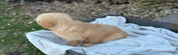 Golden Retriever dogs for sale: Molly - Ad 10