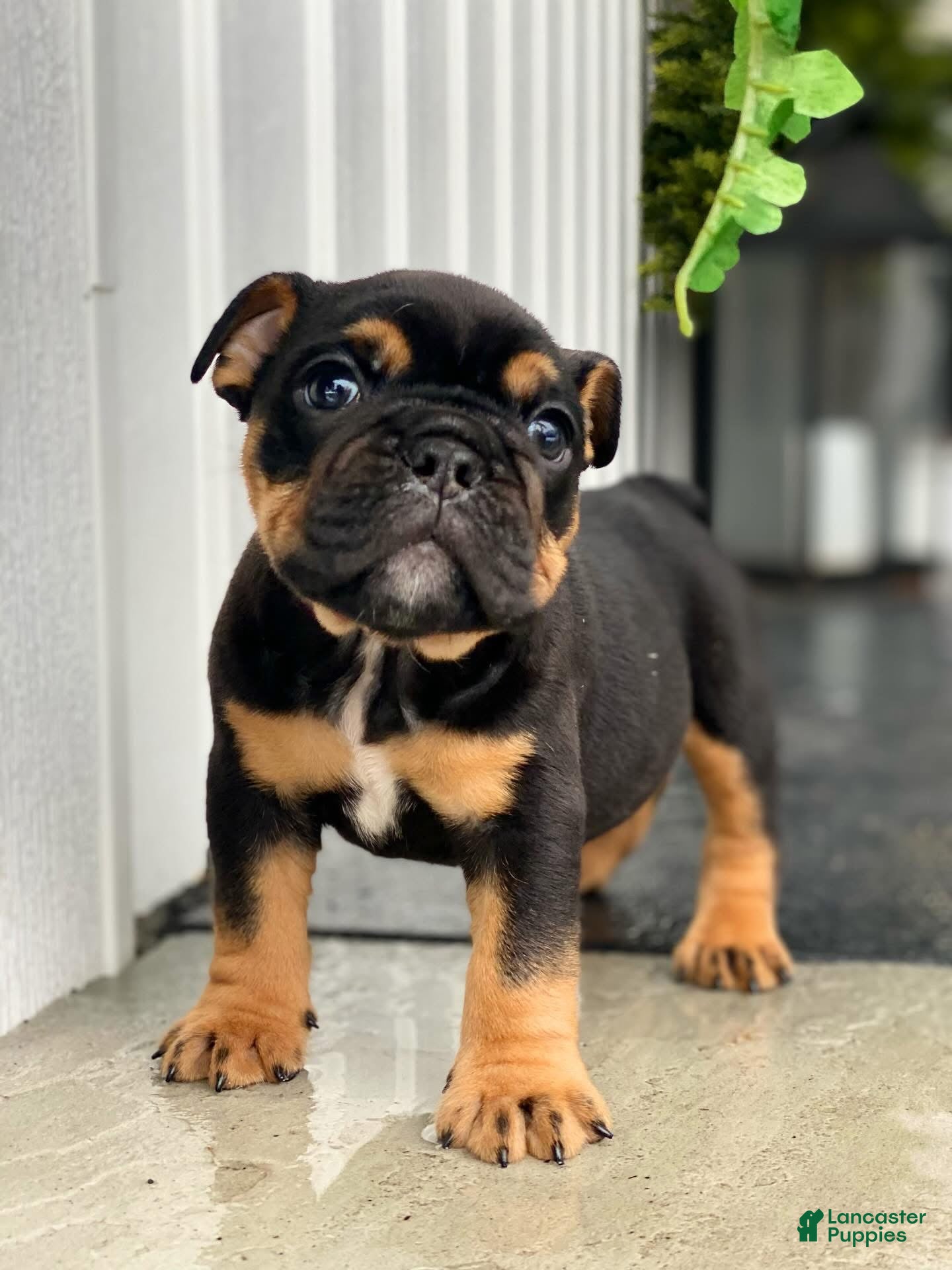 English Bulldog dogs Love - Ad 18