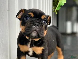 English Bulldog dogs Love - Ad 18