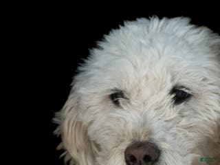 Goldendoodle dogs Willa - Ad 40