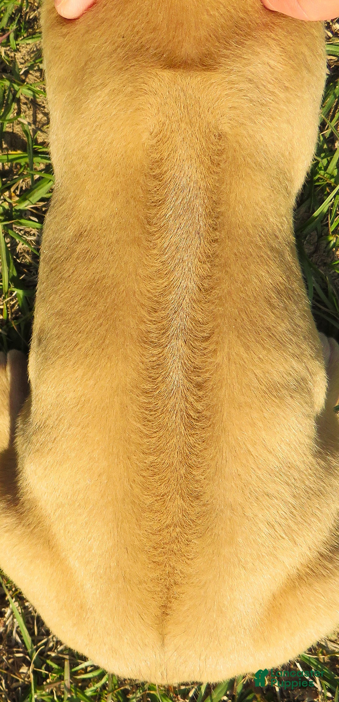 Rhodesian Ridgeback dogs for sale: Rhodesian Ridgeback Puppy 5 - Ad 3