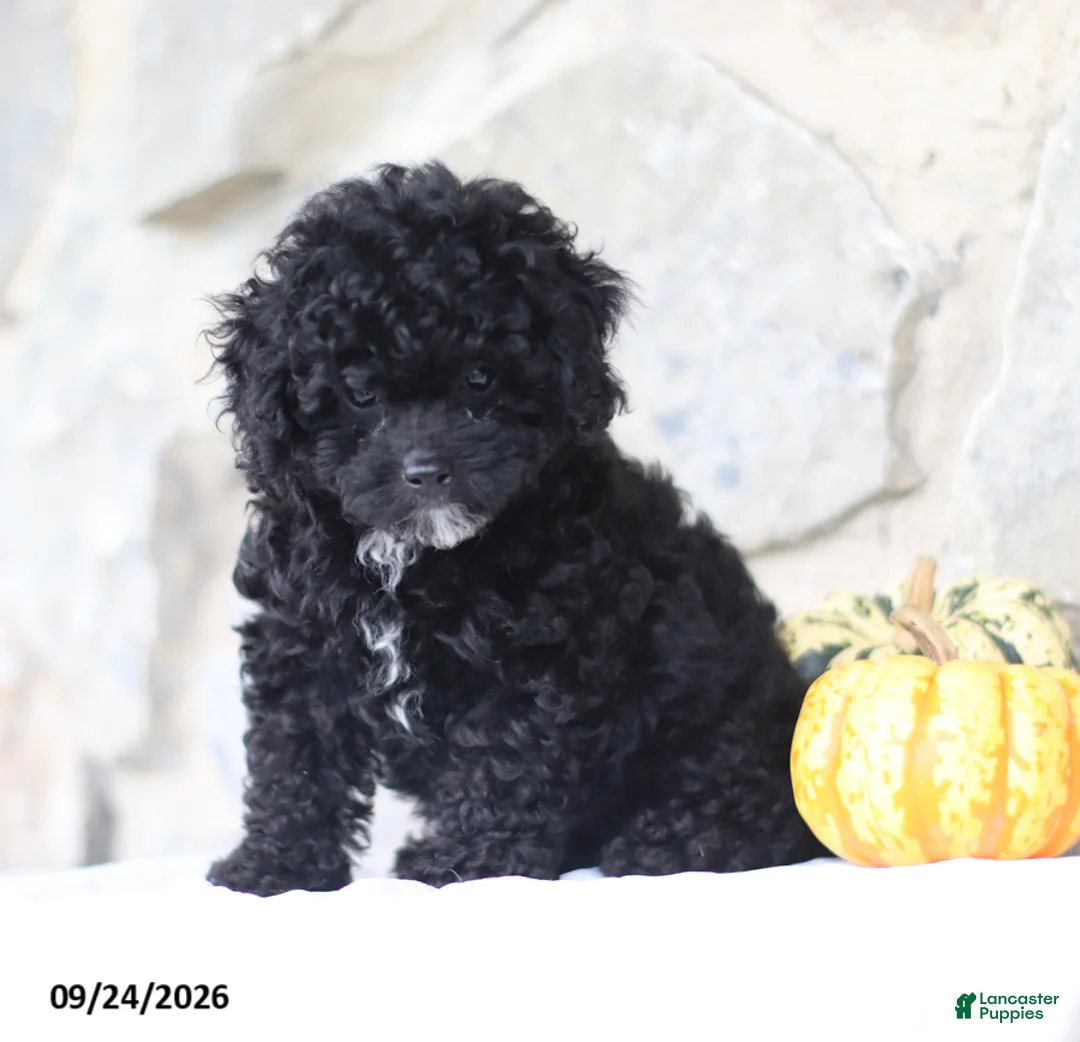 Toy Poodle dogs for sale: Clyde - Ad 5