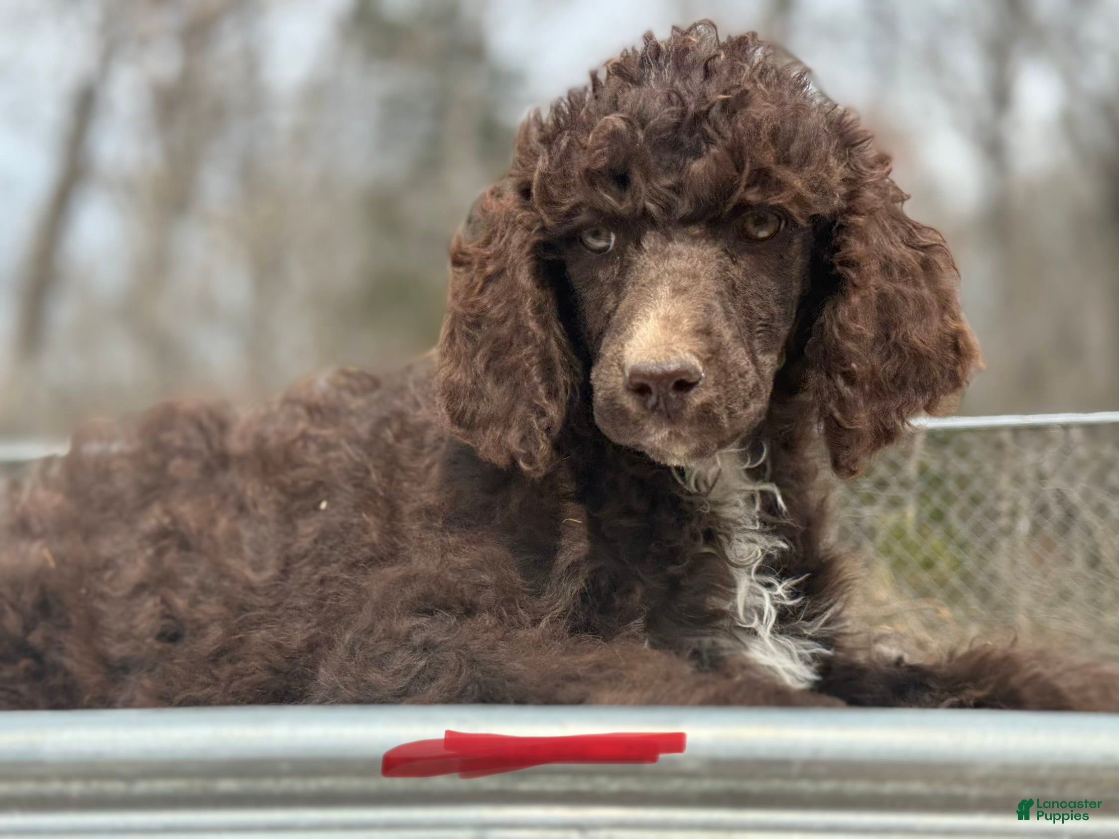 Standard Poodle dogs Standard Poodle Puppy 2 - Ad 1