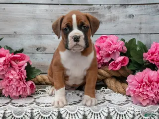Boxer dogs for sale: Bruce - Ad 1