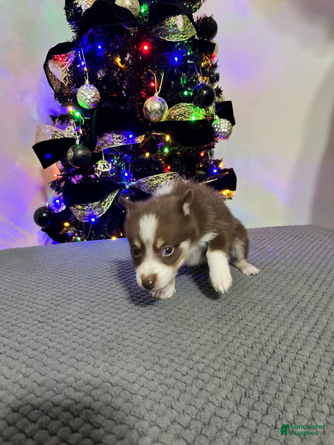 Pomsky dogs for sale: Little Bear - Ad 3