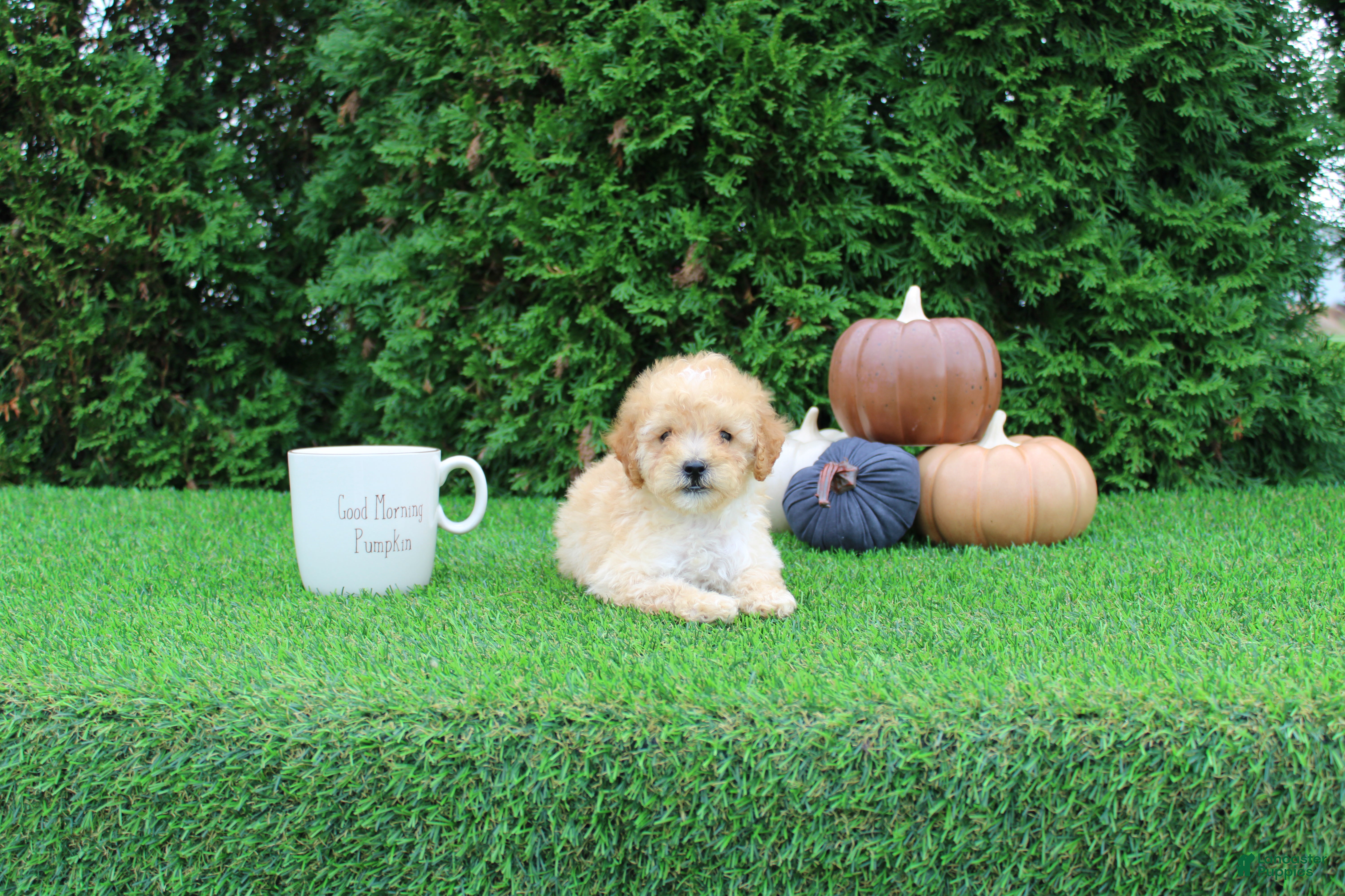 Toy Poodle