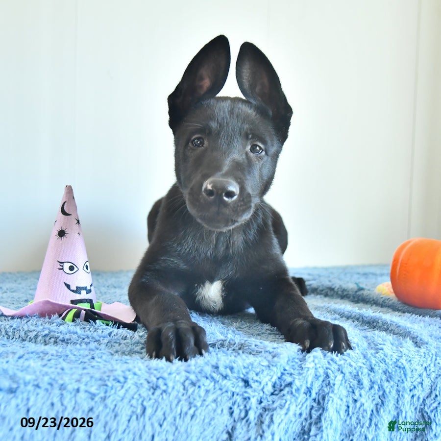 Belgian Malinois dogs Ron  - Ad 2