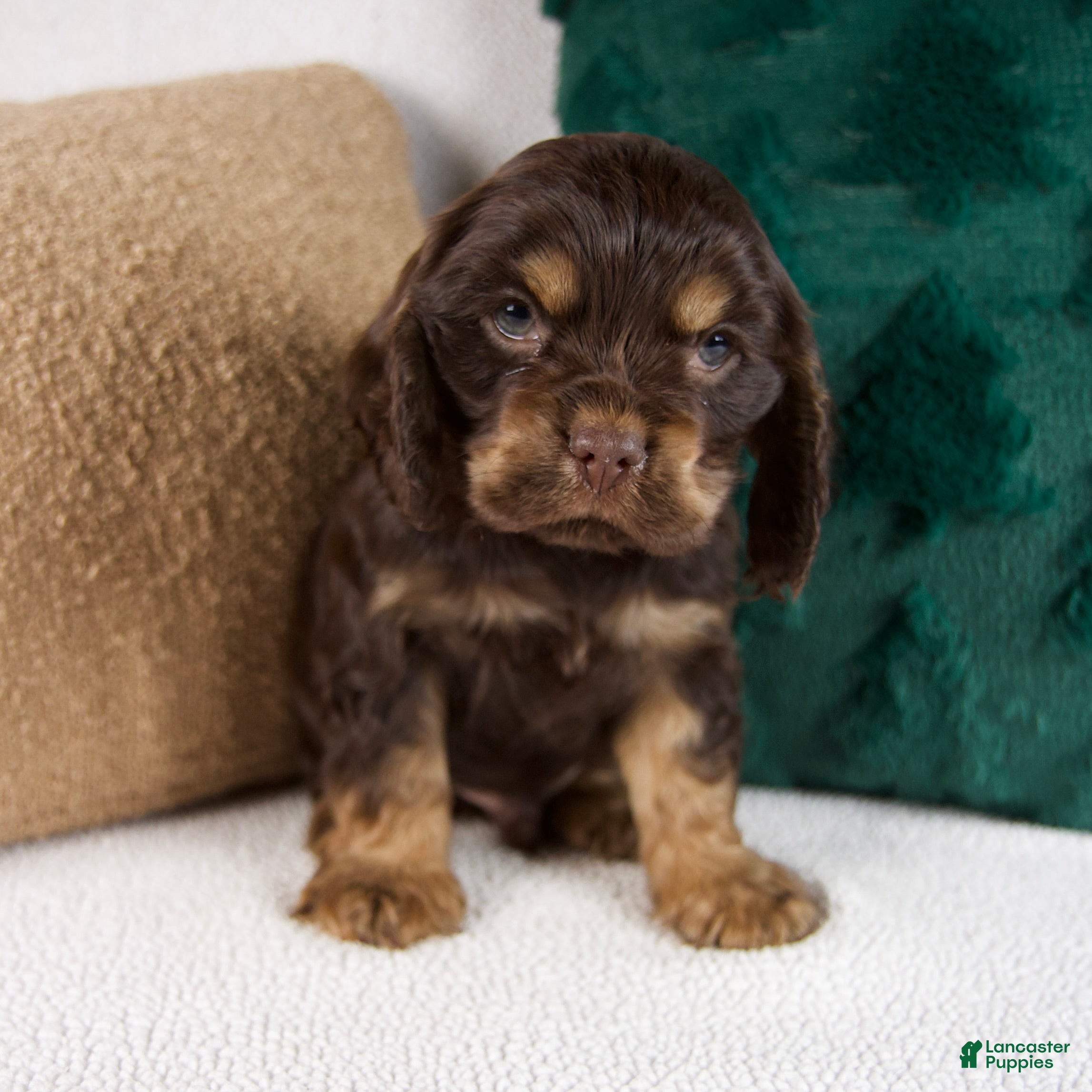 Cocker Spaniel dogs Rusty - Ad 9