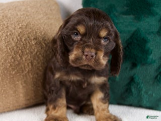 Cocker Spaniel dogs Rusty - Ad 9