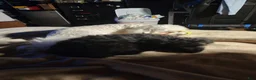 Pomapoo dogs for sale: Onyx  - Ad 2
