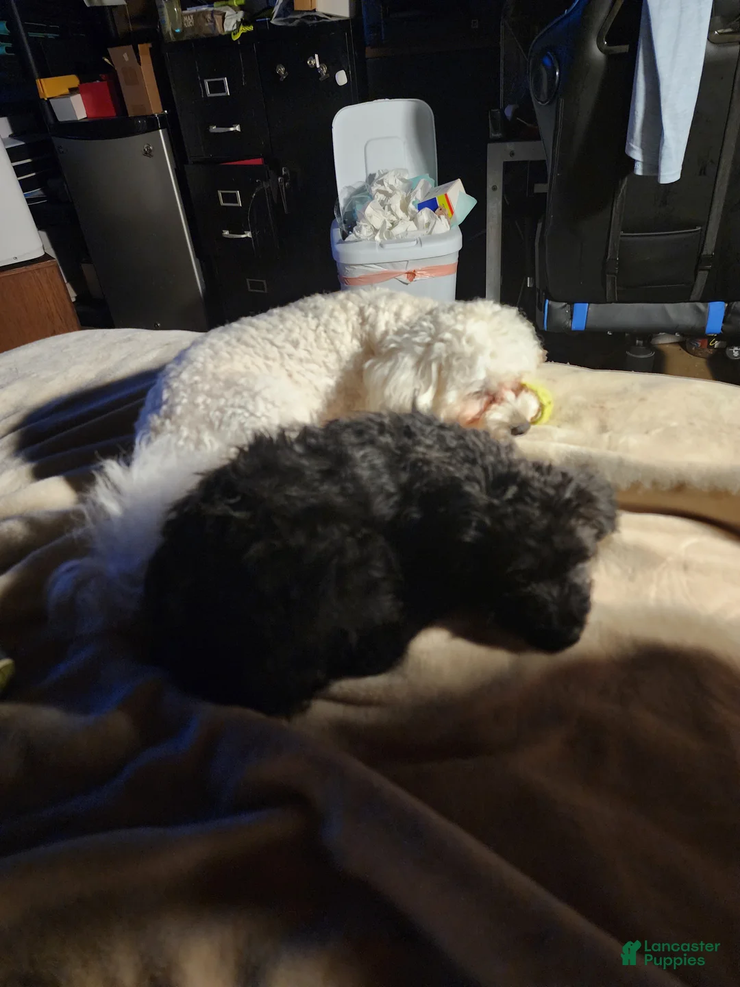 Pomapoo dogs for sale: Onyx  - Ad 2