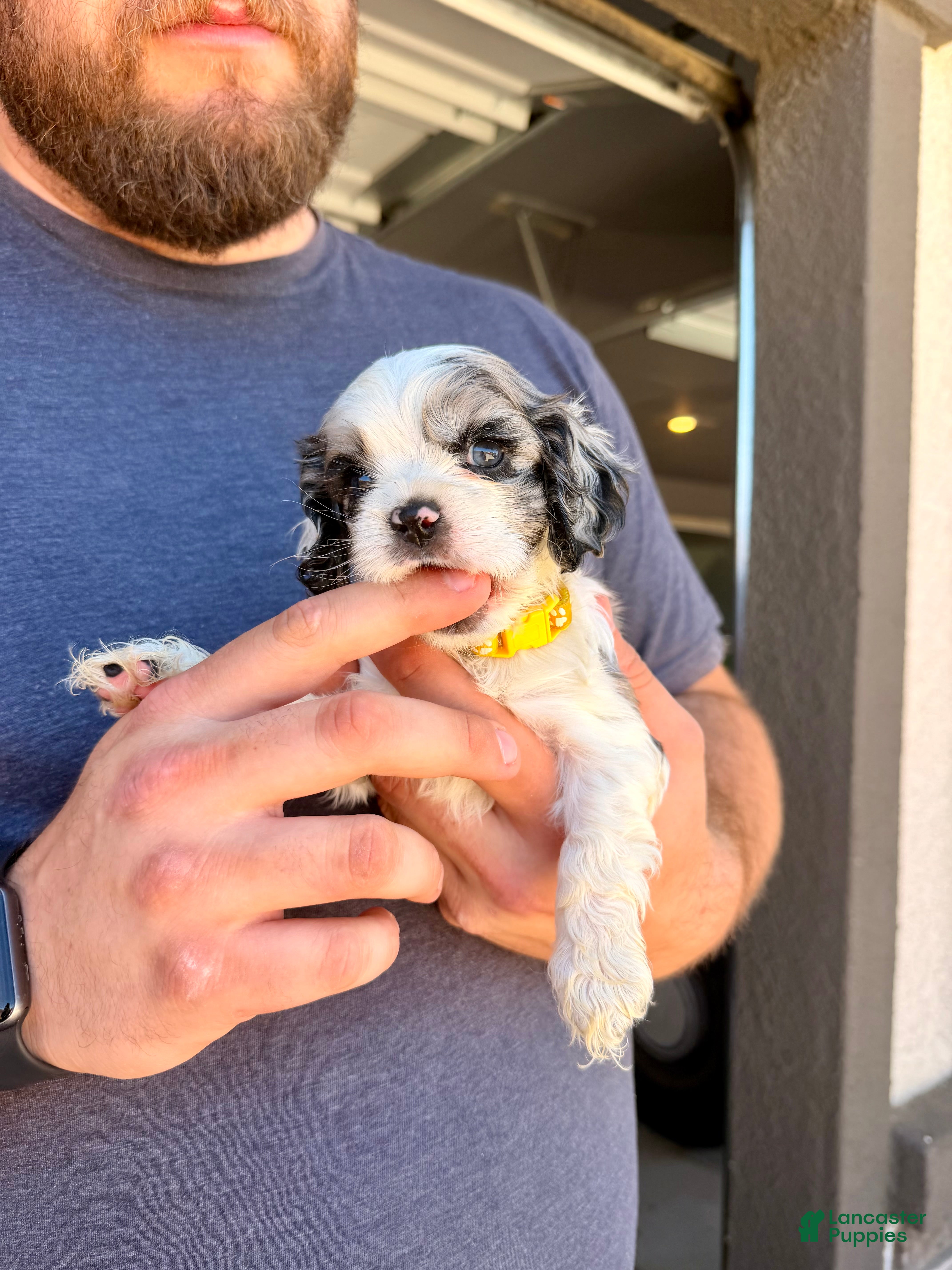 Cocker Spaniel dogs Penny - Ad 1