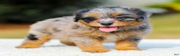 Mini Aussiedoodle dogs for sale: Frank - Ad 4